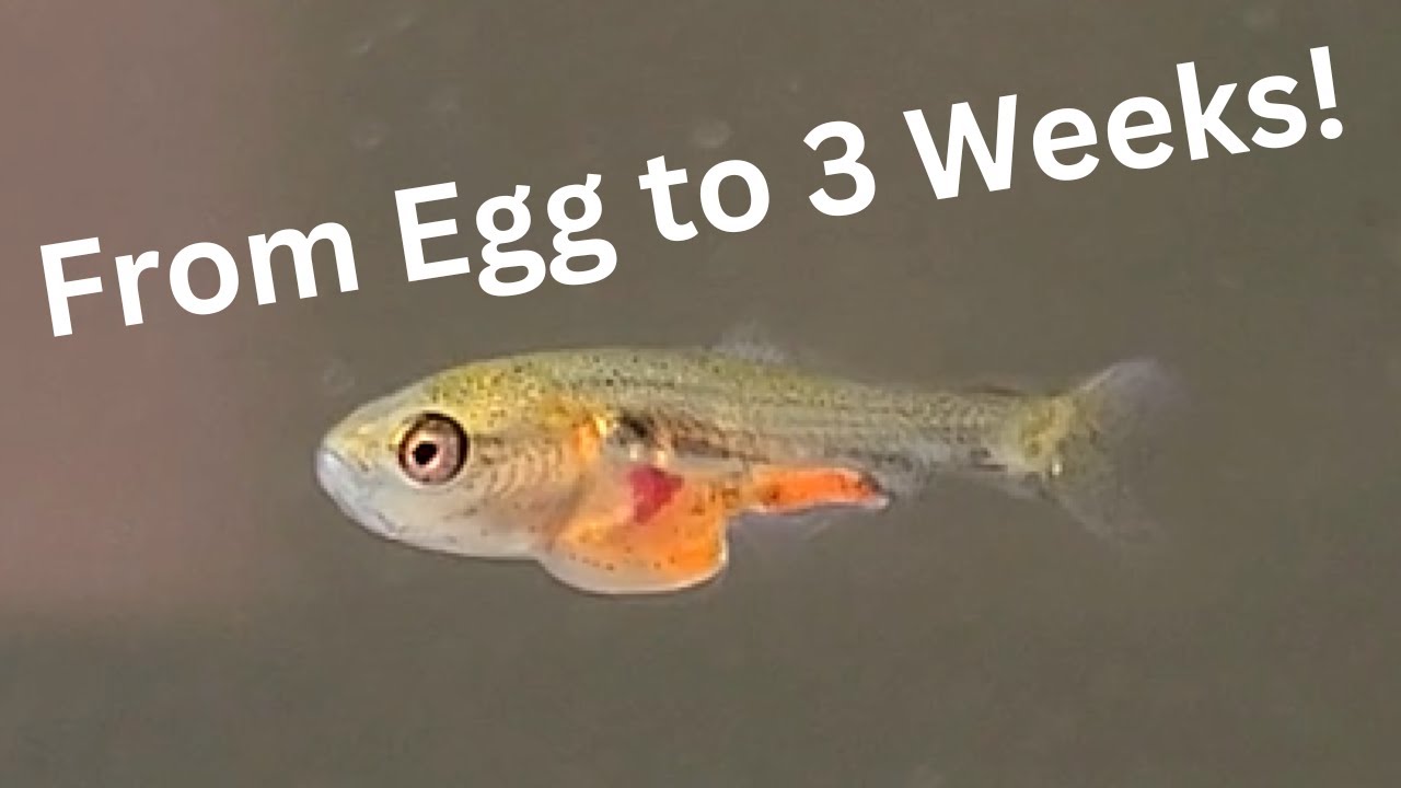 [4K] Goldfish Fry From Egg to 3 Weeks Old!