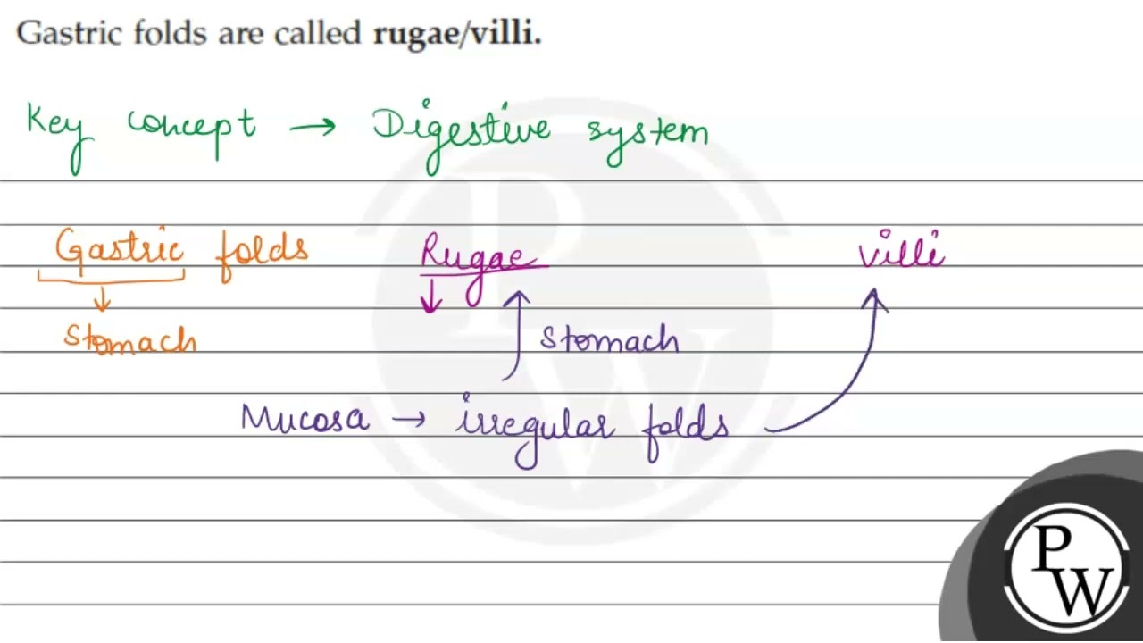 Gastric folds are called rugae/villi. \( \mathrm{W} \)