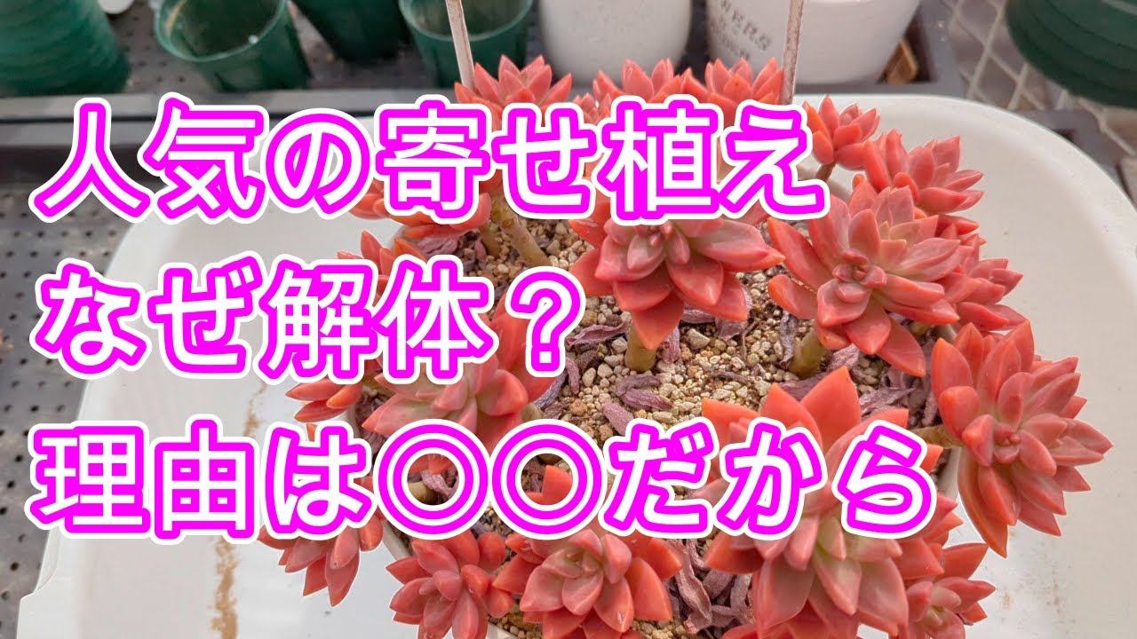 【多肉植物】【寄せ植え】可愛い寄せ植え、解体時期を見極める