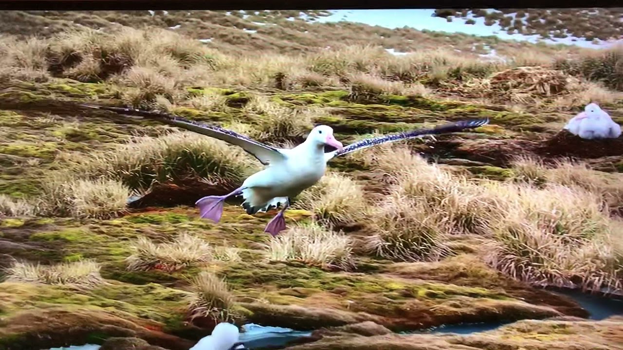 何故か着地が下手くそなアホウドリ