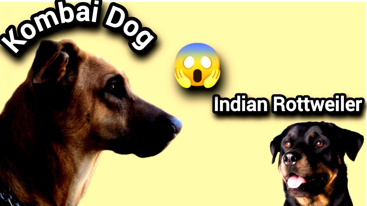 Indian Rottweiler | Kombai Dog | Amazing Facts in Hindi |
