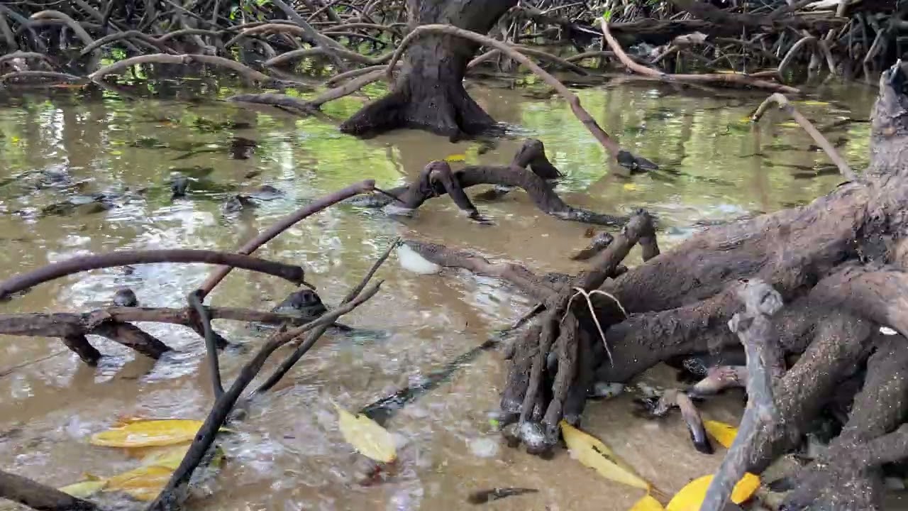 Mangrove Forest Tranquil Ambience | ASMR Sleep