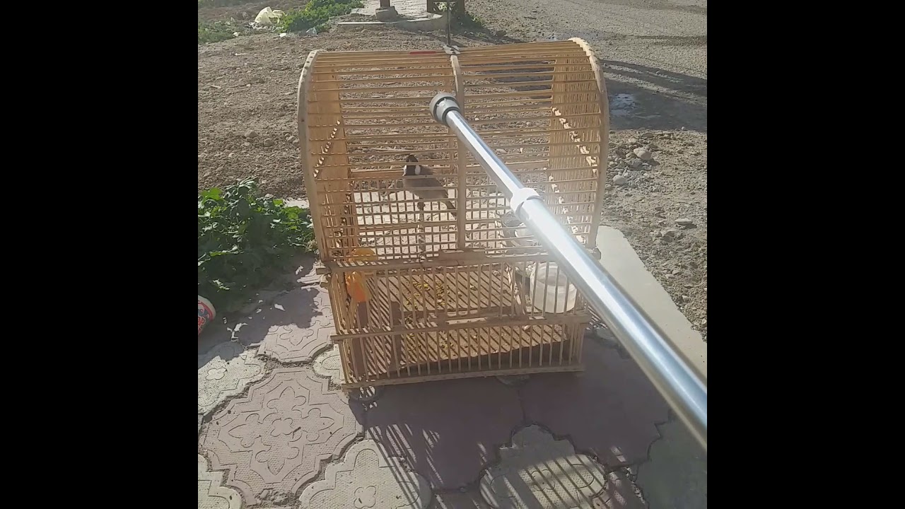 بلبل علي المندلاوي