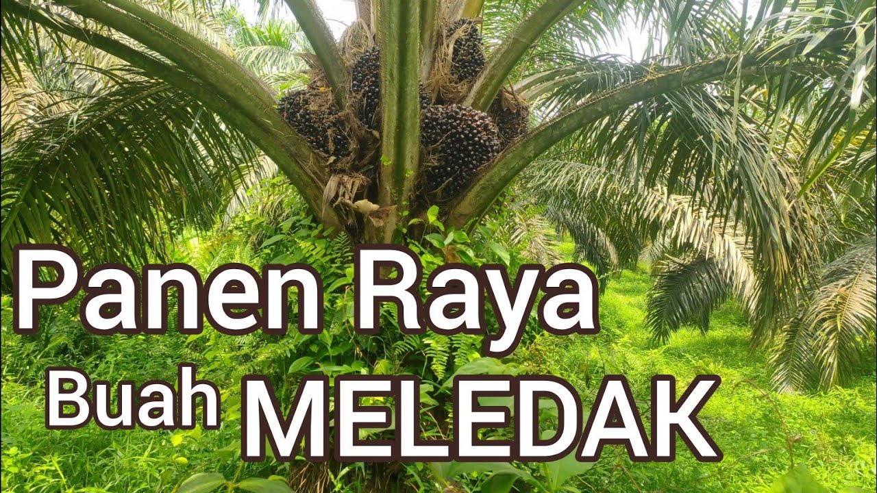 PANEN UNGGUL, BUAH BESAR BESAR