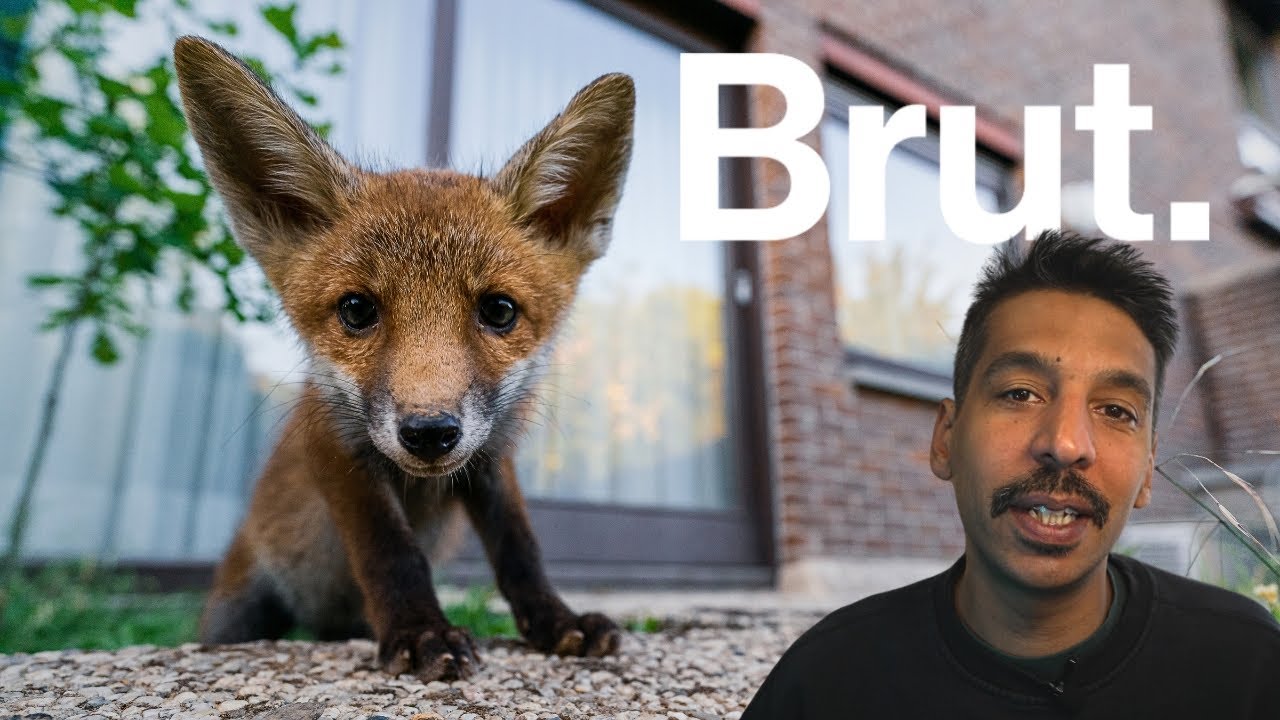 Quand les animaux sauvages se réapproprient la ville - BRUT