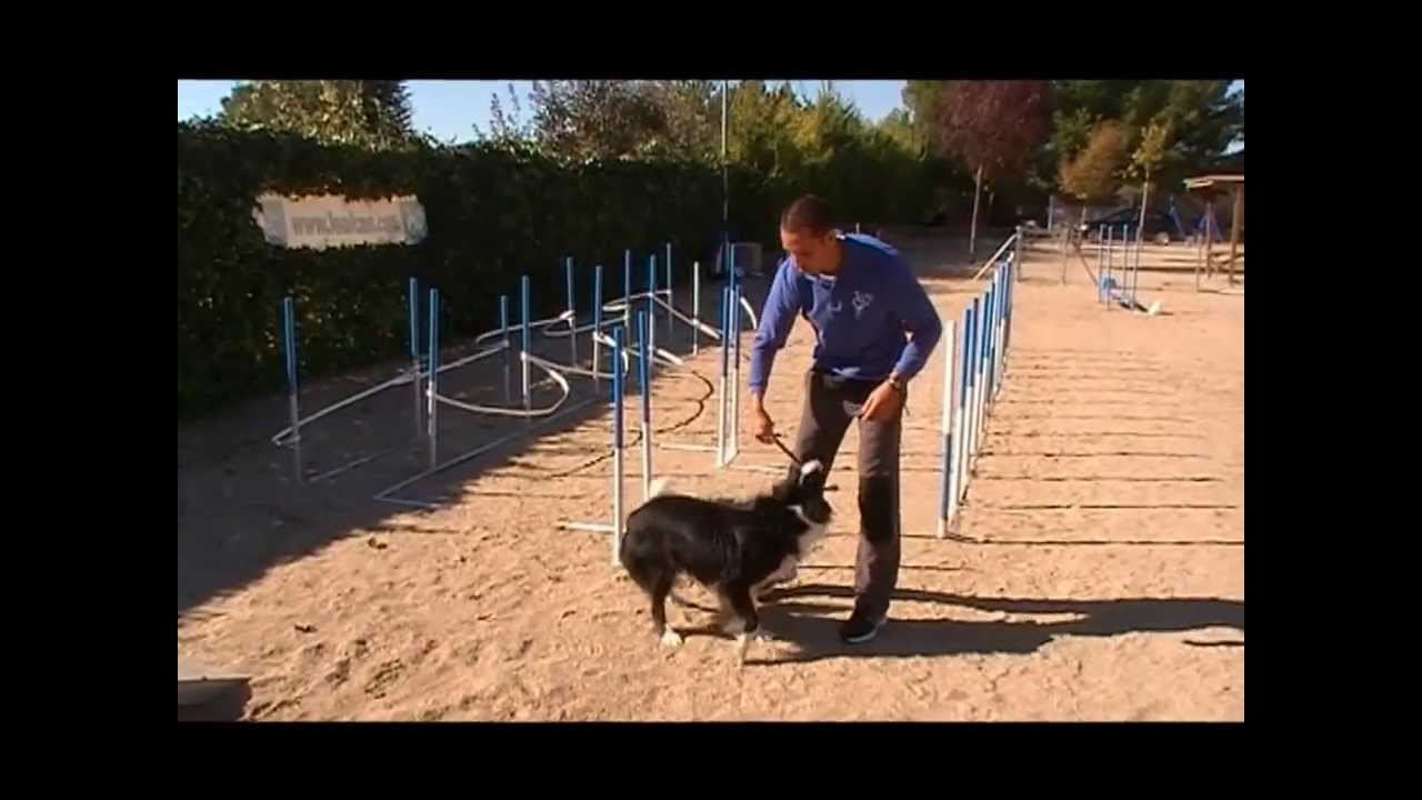 AGILITY. Cómo iniciar a tu PERRO en el SLALOM | LealCan Adiestramiento