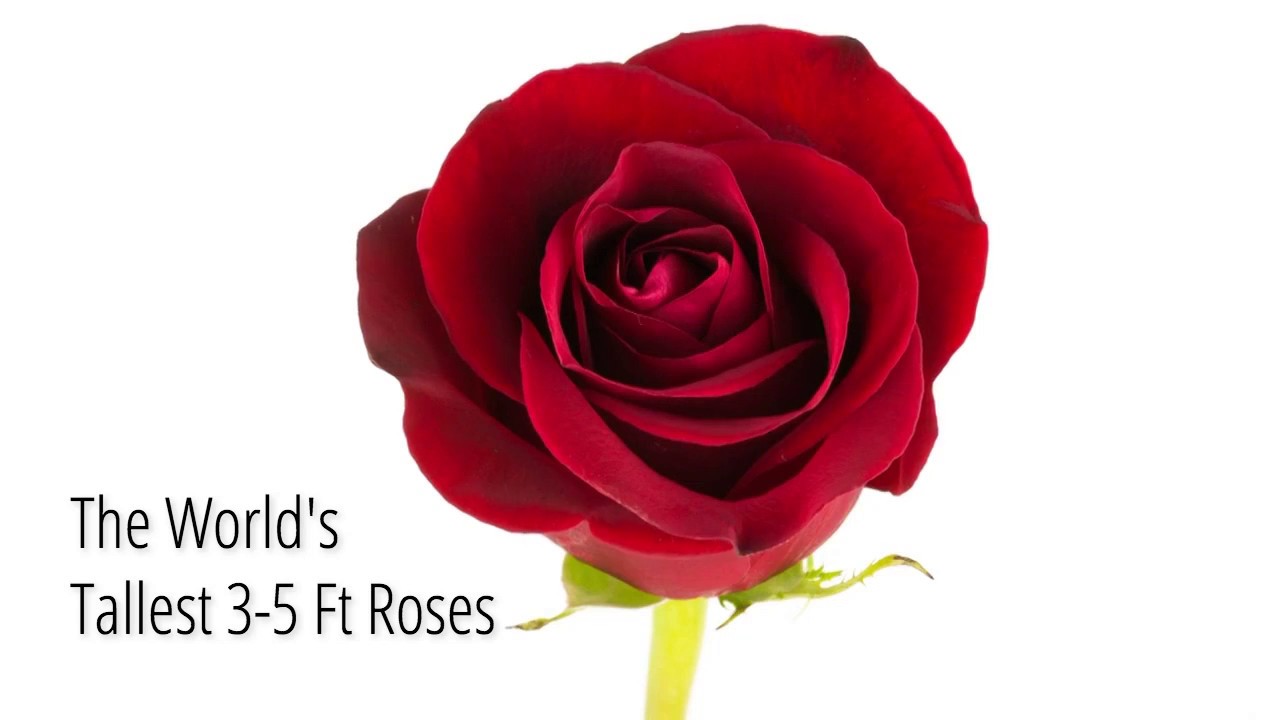 The Ultimate Rose - The World's Tallest Roses