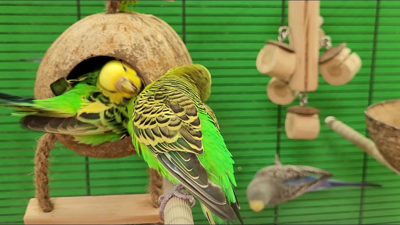 7 hours of budgie sounds for lonely birds
