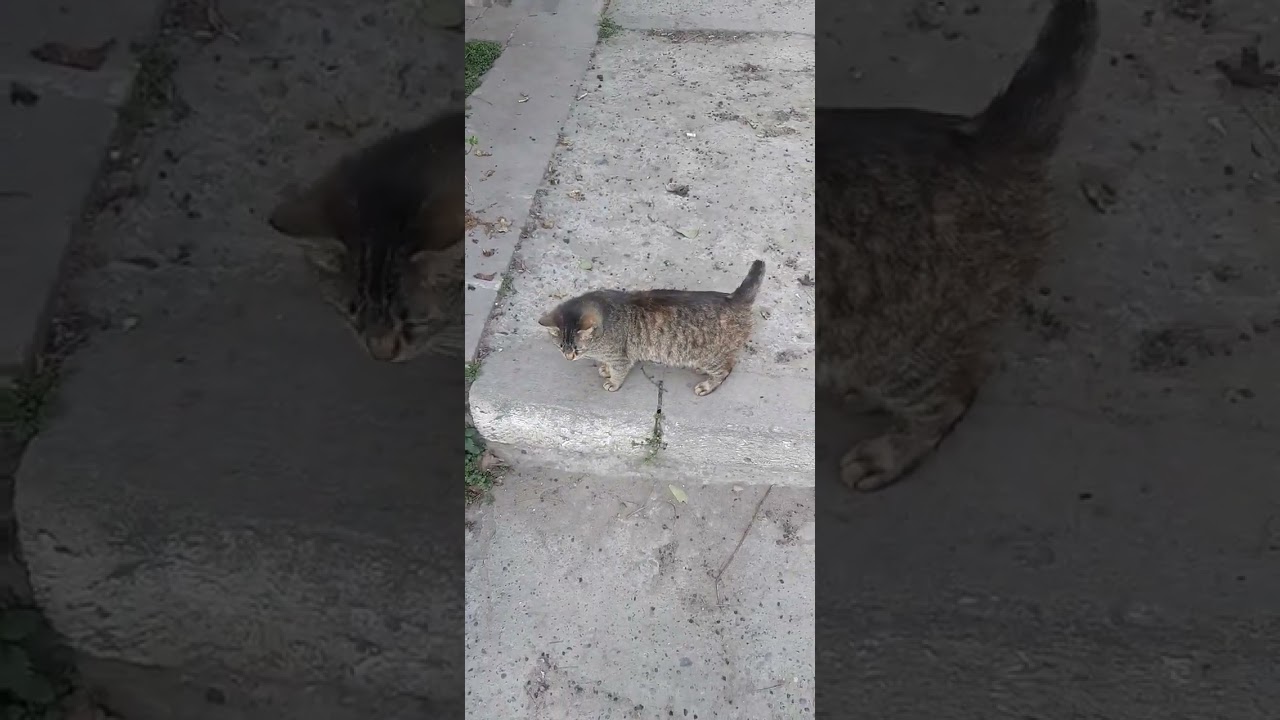 Котик с коротким хвостом прыгает🐈 