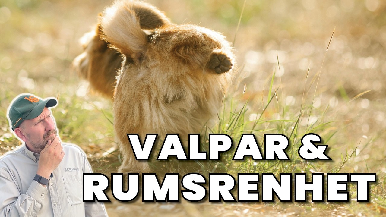 Få valpen Rumsren, våra bästa tips och tankar