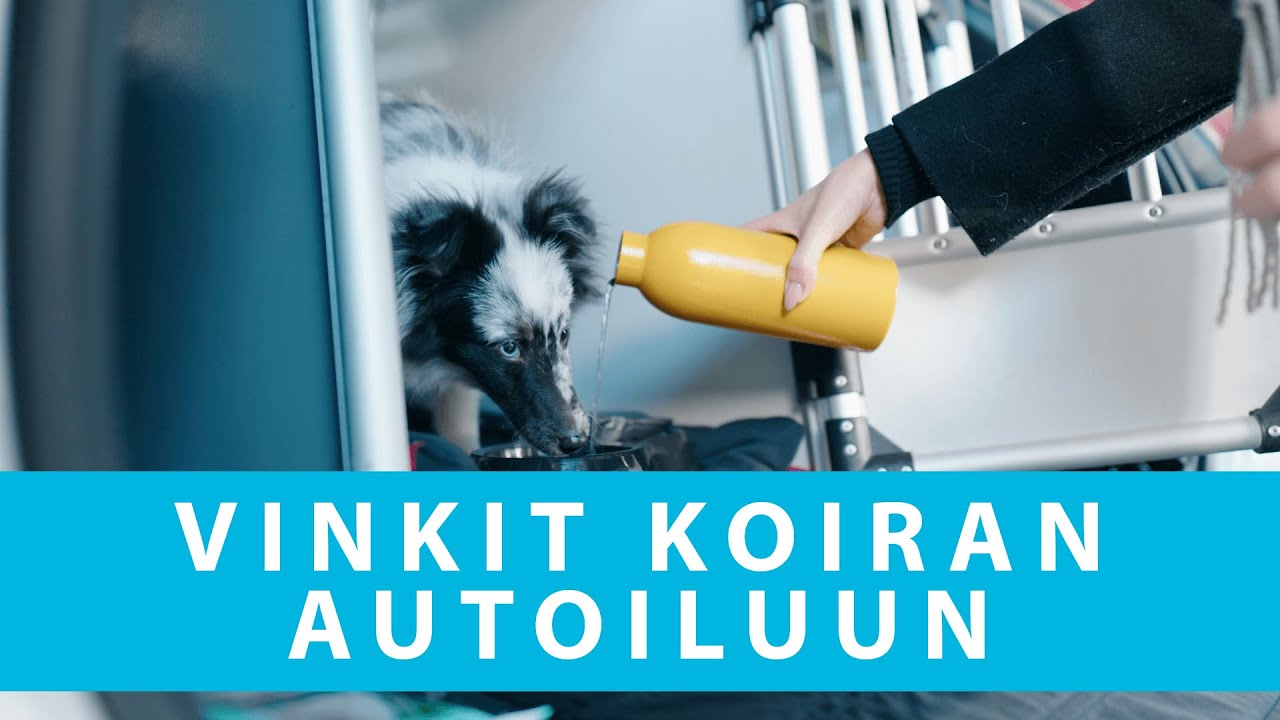 Jenna Sala autoilu koiran kanssa