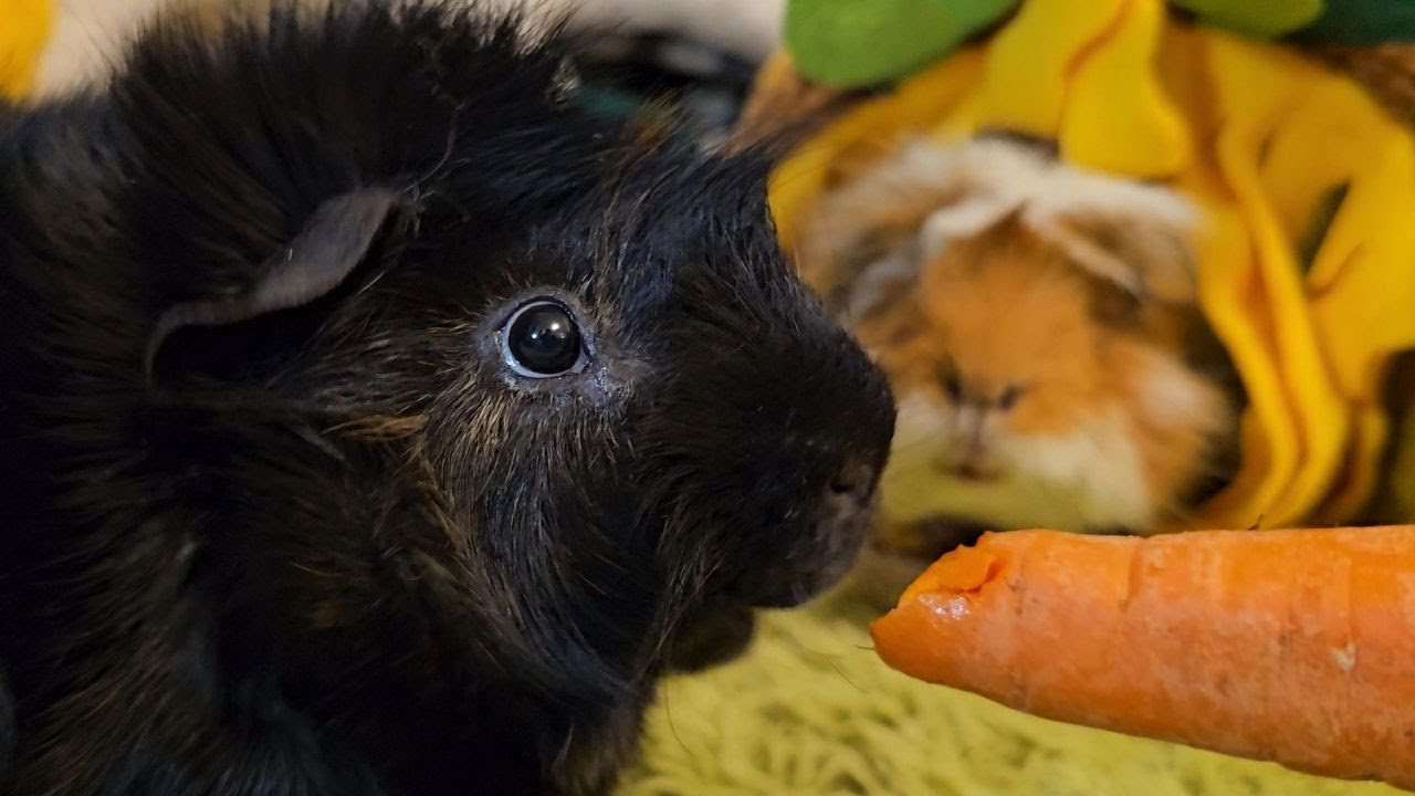 These Grumps Are Too Much