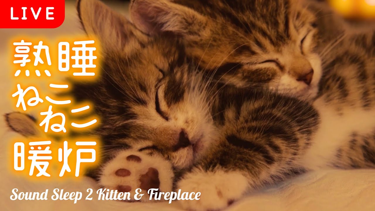 【睡眠用 ASMR】ねこねこ暖炉 - 猫のゴロゴロ音と暖炉の音がお部屋を一瞬でリラックス空間に♪　睡眠、作業、読書などにどうぞ【 環境音 猫 癒し fireplace 】😺