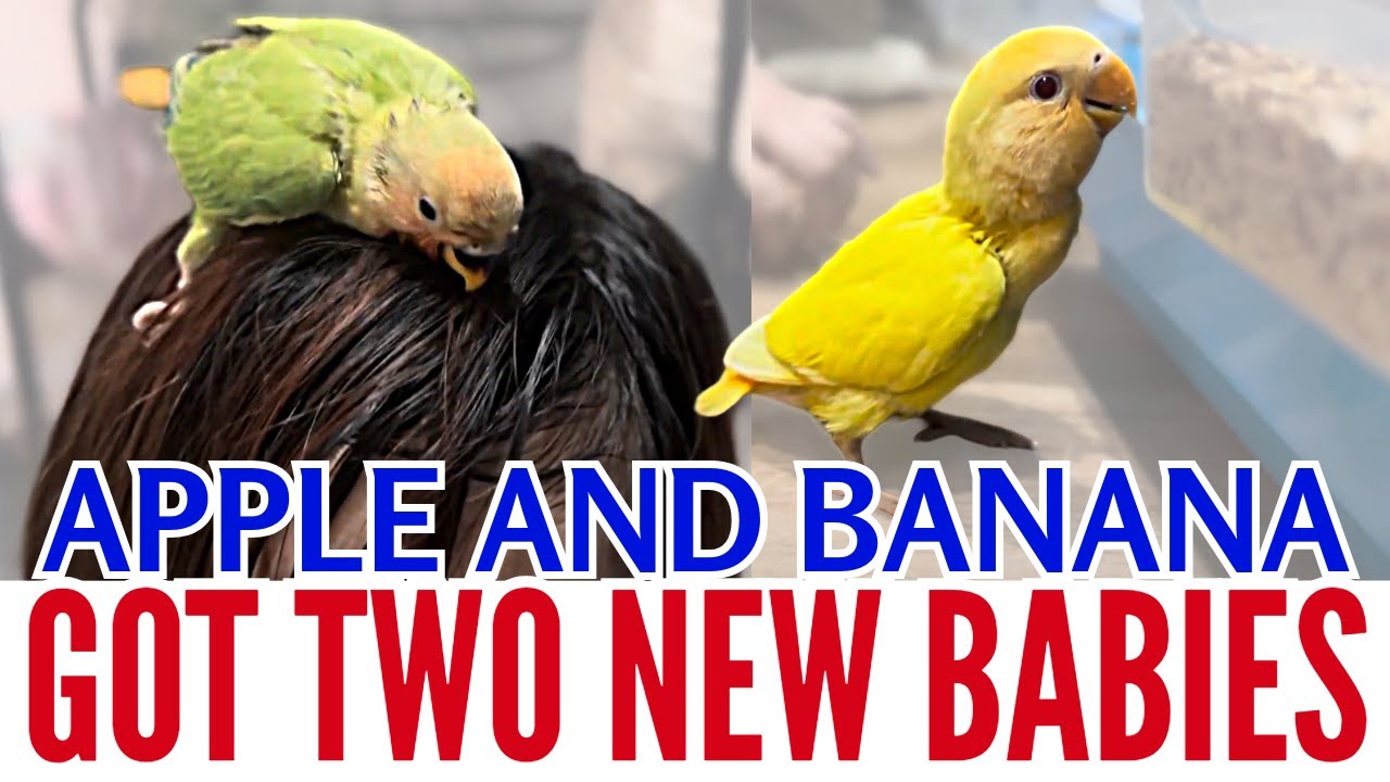 I got two new baby birds