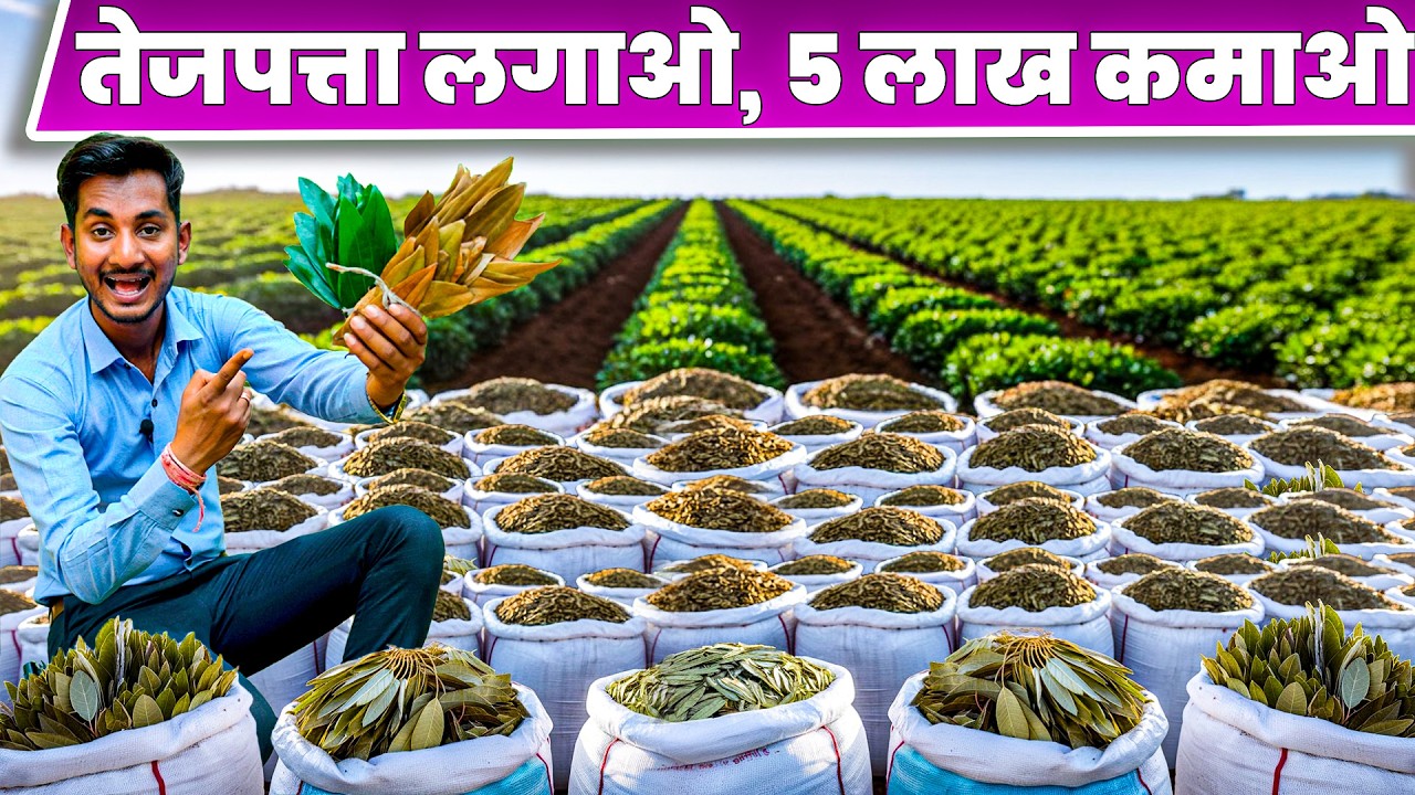 तेजपत्ता की खेती से कमाए 5 लाख एकड़ // Tejpatta Farming In India / Tejptta ki kheti Bey leaf Farming