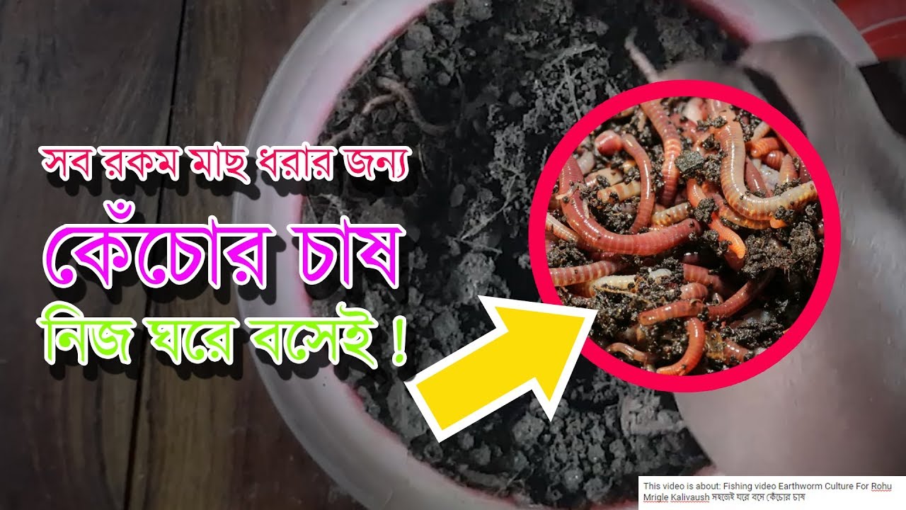 Fishing video Earthworm Culture For Rohu Mrigle Kalivaush সহজেই ঘরে বসে কেঁচোর চাষ
