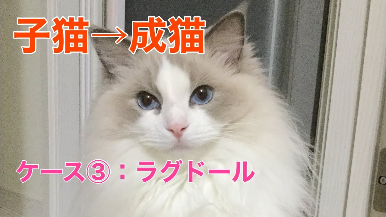 【ラグドールのリリーちゃん】子猫&rarr;成猫への成長記録ケース③ラグドール