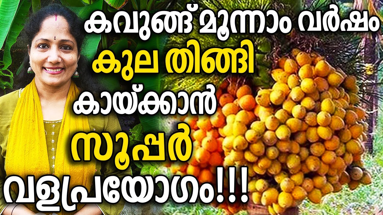 കവുങ്ങ് മൂന്നാം വർഷം  കുല തിങ്ങി കായ്ക്കാൻ സൂപ്പർ വളപ്രയോഗം!!! | Super Fertilizer for Arecanut Tree!