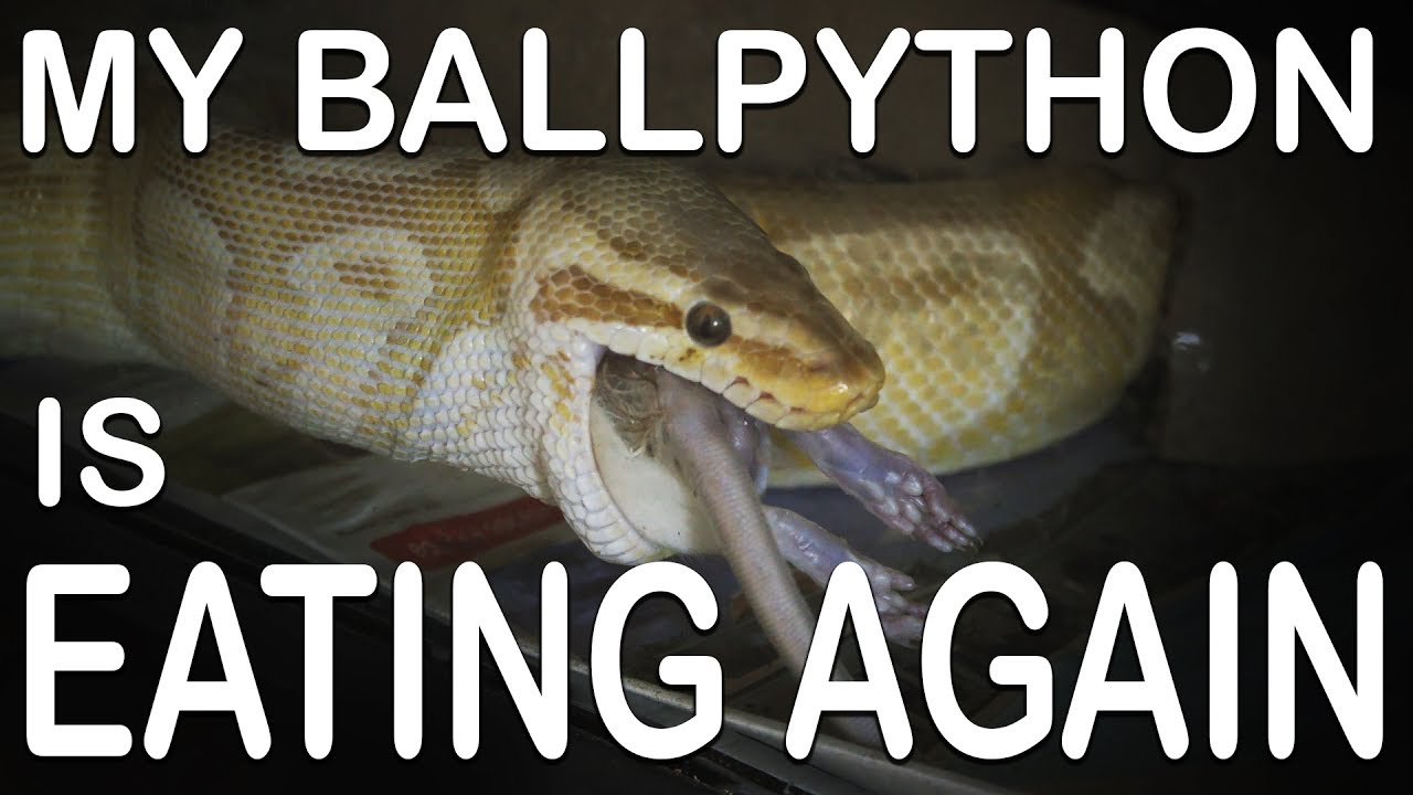 MY BALL PYTHON IS EATING AGAIN (Getting through a feeding strike)