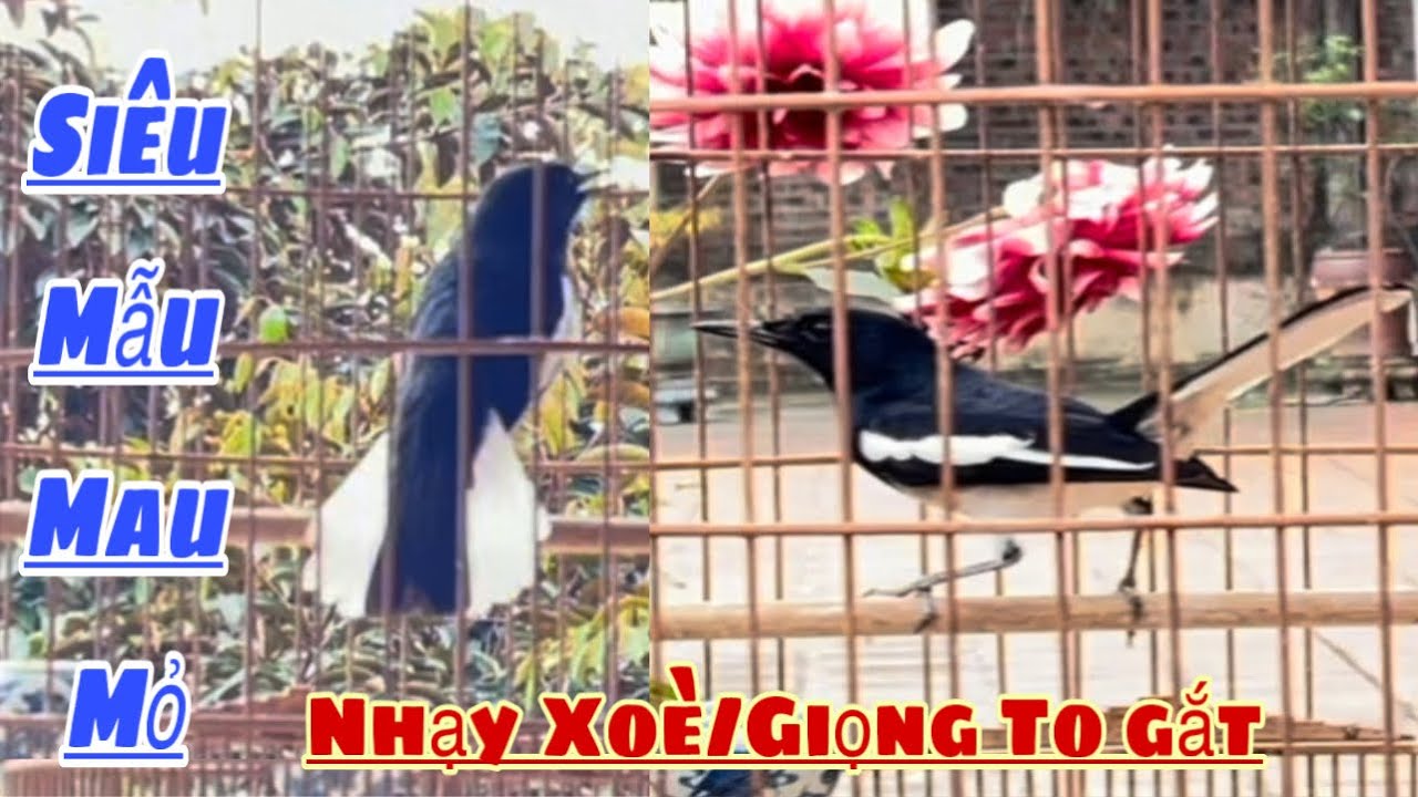 Siêu Phẩm Mẫu Hót |Bộ Siêu Mẫu Bóng Mướt |Mau Mỏ Nhạy Xoè |Giọng To Gắt|Giá Êm Ae Sưu Tầm Chơi