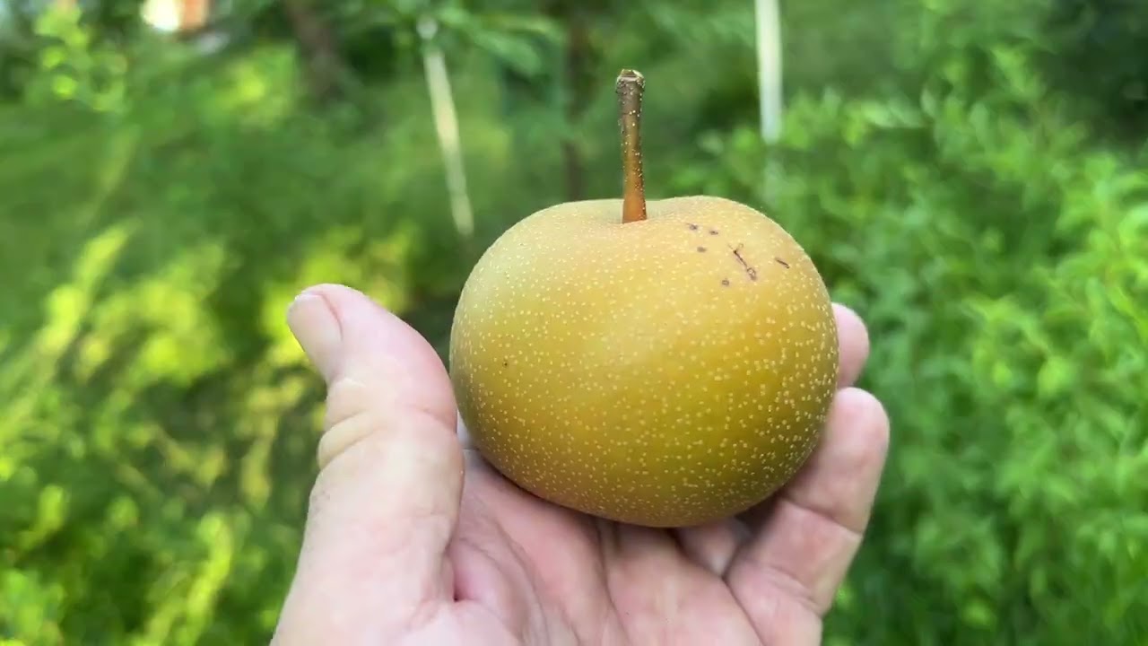 Home Orchard Tour, July 17, 2025