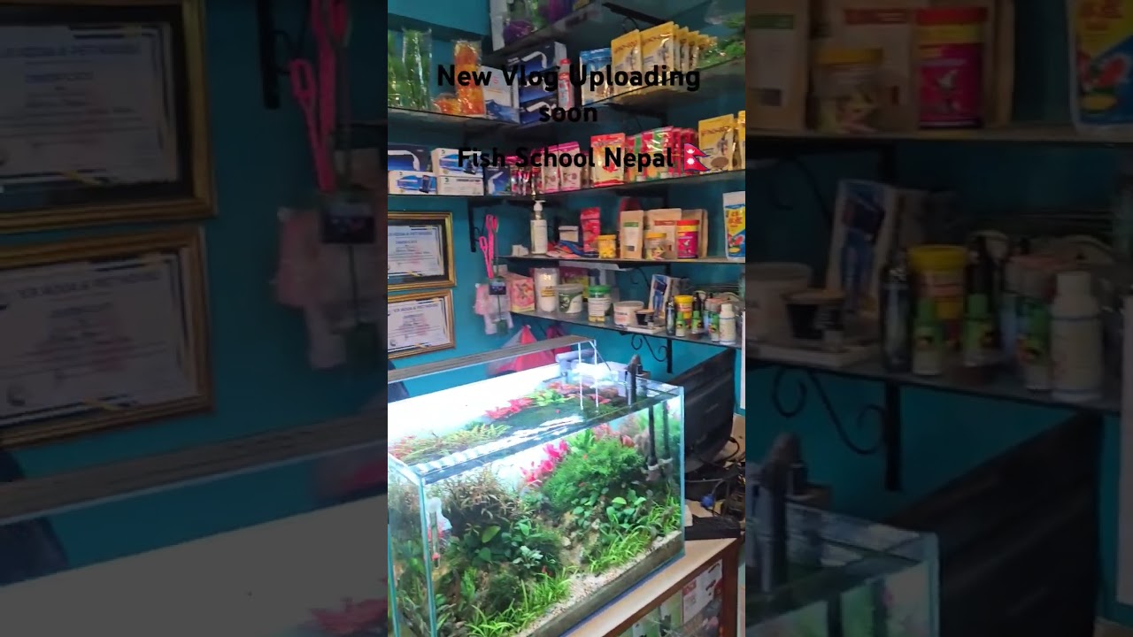 Fish vlog #fishvlog #fyp #fishhobny #aquariumhobby #plantedtank #aquascaping #aquariumway #aqua