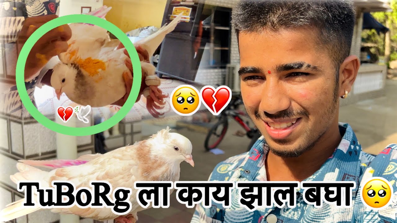 आता TuBoRg नाय उडणार 🥺🕊️|| आई बघा काय बोली मला ||  jatin mhatre vlogs || #pigeon #kabutar #jatin