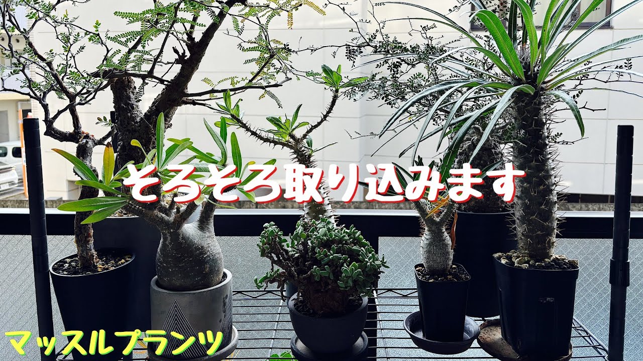#158 灌木、塊根植物達をそろそろ取り込もうと思います