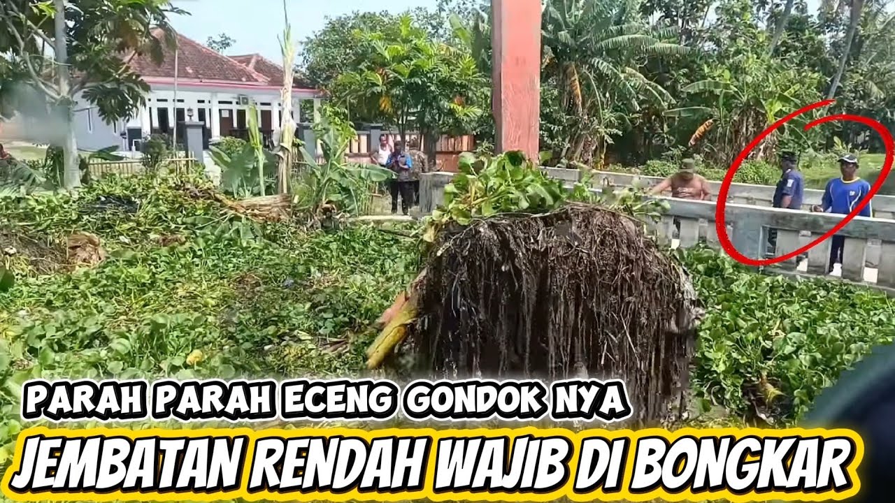 PENGANGKATAN ‼️ eceng gondok yg Tersangkut D jembatan ‼️