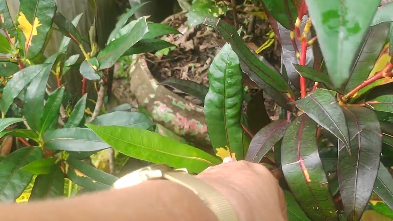 FALANDO POUCO DO APRODECIMENTO NAS RAÍZ DOS CROTONS 🍃🍃