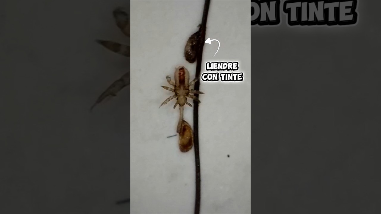 👩‍🔬Evidenciemos que tan efectivo es un tinte de cabello en el tratamiento de 