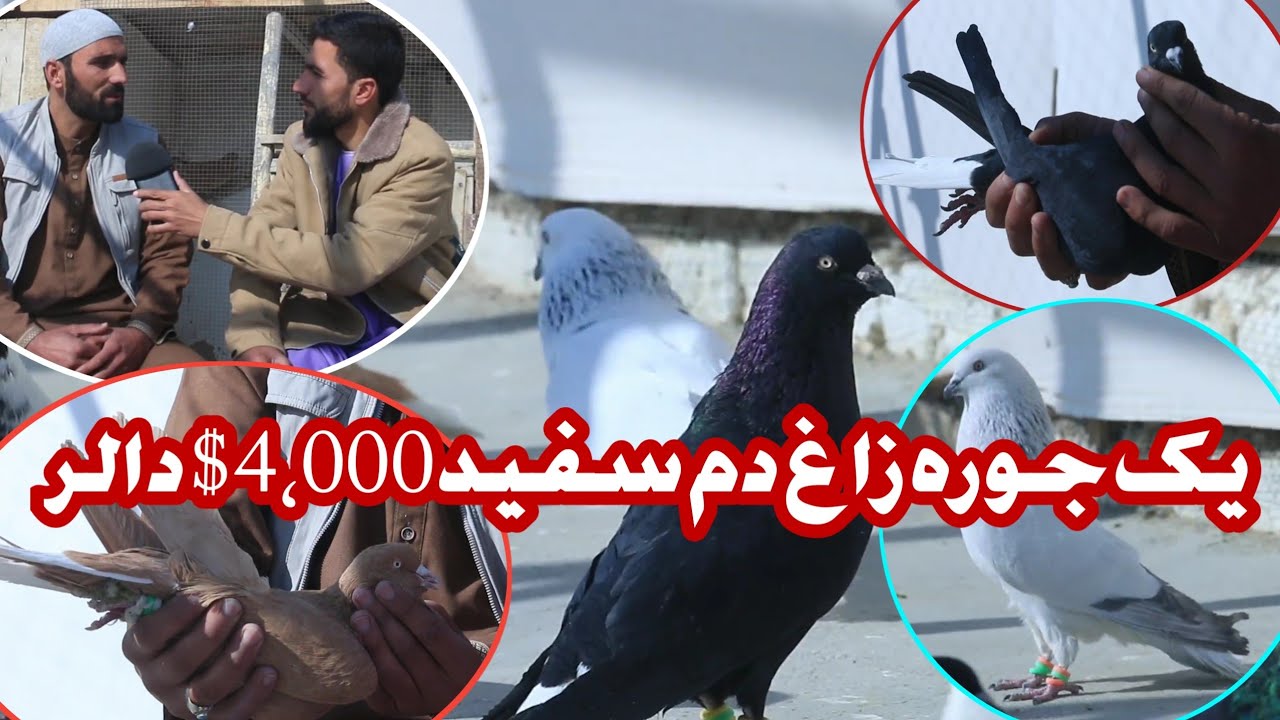 کفتر به این قیمتی | یک جوره زاغ دم سفید 4,000 $ دالر آمریکایی A couple of pigeon for 4,000 Dollar 💵