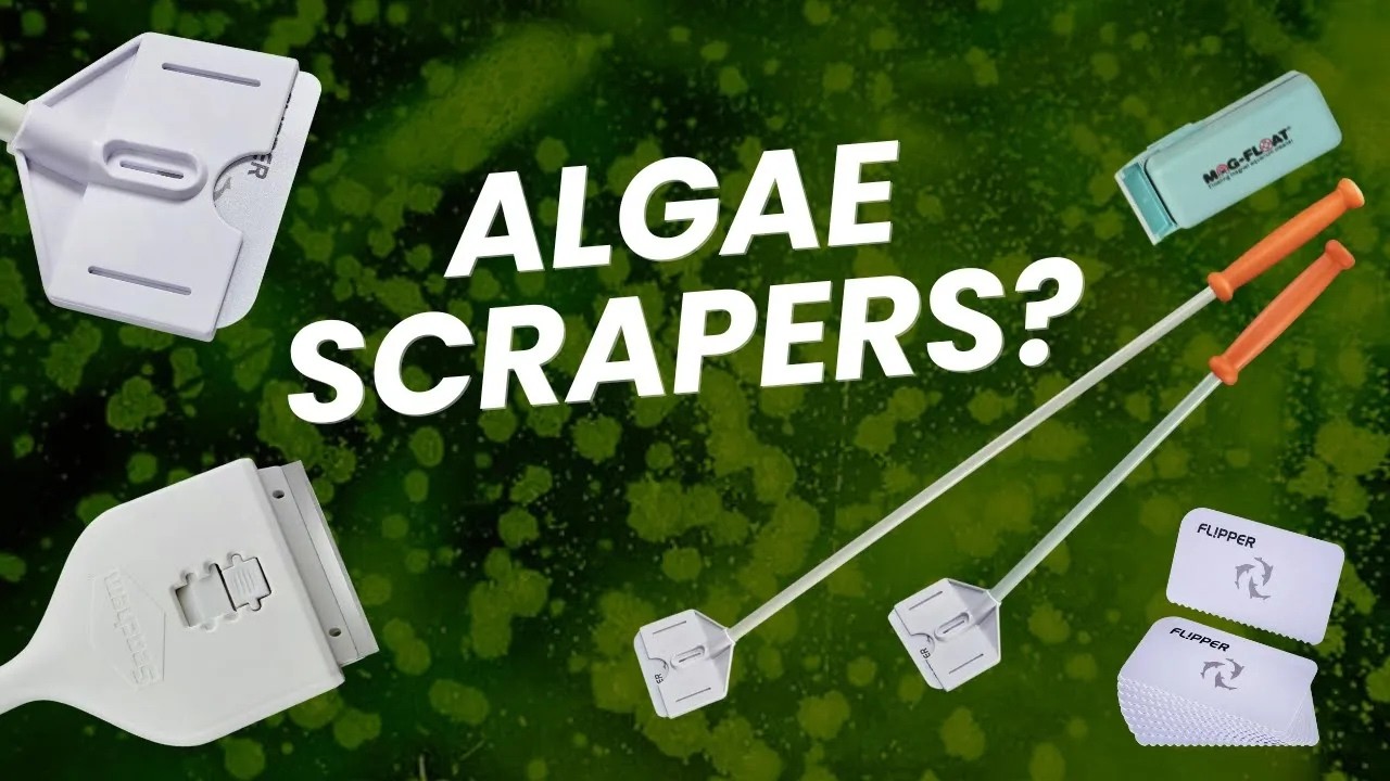 The BEST Algae Scrapers and How to Choose the Right One for Your Aquarium