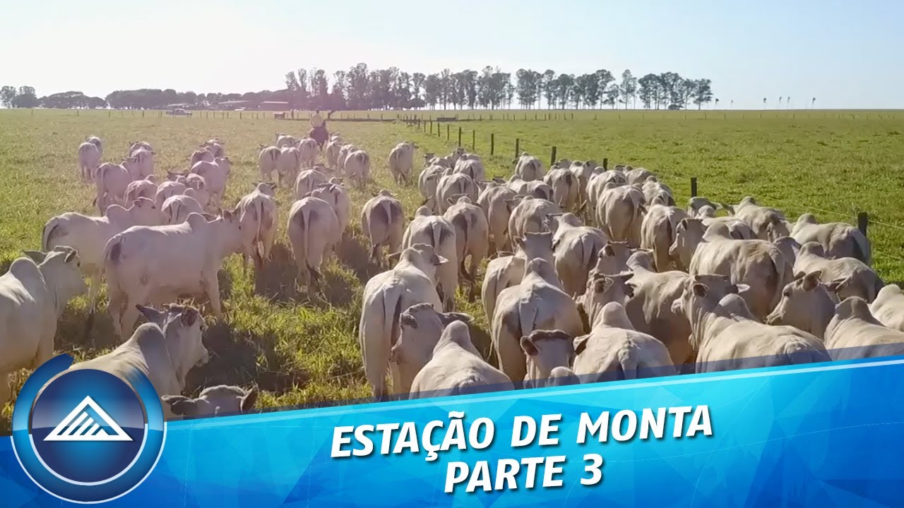 Estação de Monta - Parte 3