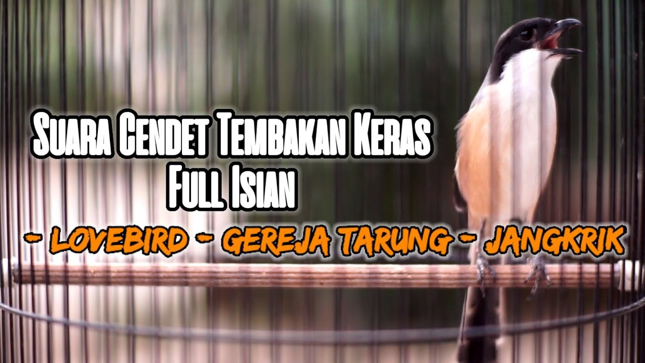 SUARA CENDET GACOR FULL TEMBAKAN KERAS ISIAN LOVEBIRD JANGKRIK GEREJA TARUNG 100%AMPUH BUAT MASTERAN