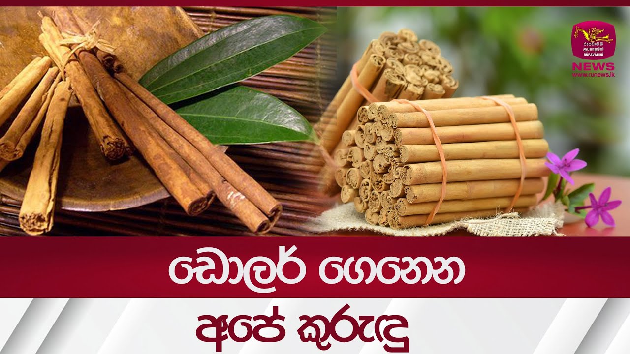 ඩොලර් ගෙනෙන අපේ කුරුඳු - Sri Lankan Cinnamon | Rupavahini News