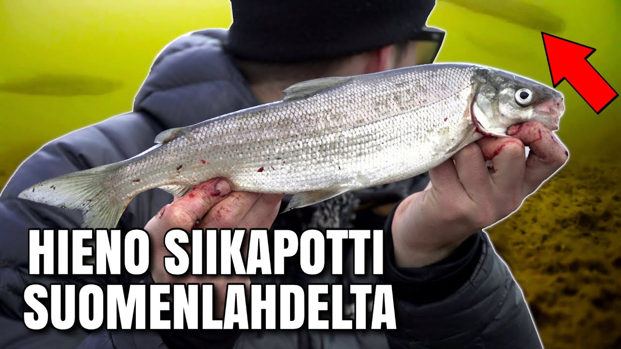 VÄLTÄ TÄTÄ YLEISTÄ VIRHETTÄ SIIKAONGELLA | Siian onginta