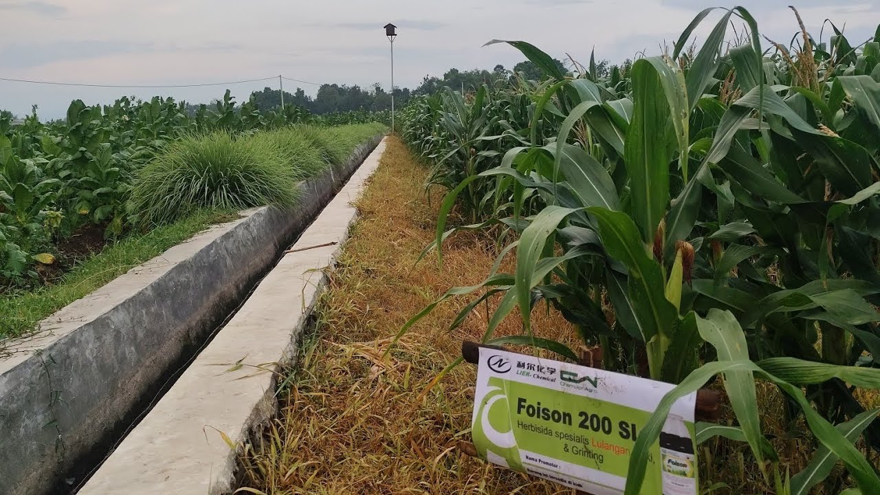 Solusi Kendalikan Rumput Tebal Jagung  Pembenihan dengan Herbisida Ammonium Glufosinat Foison 200 SL
