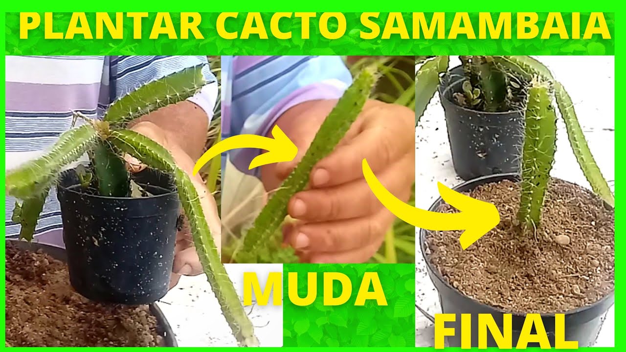 COMO PLANTAR CACTO SAMAMBAIA SIMPLE E R&Aacute;PIDO
