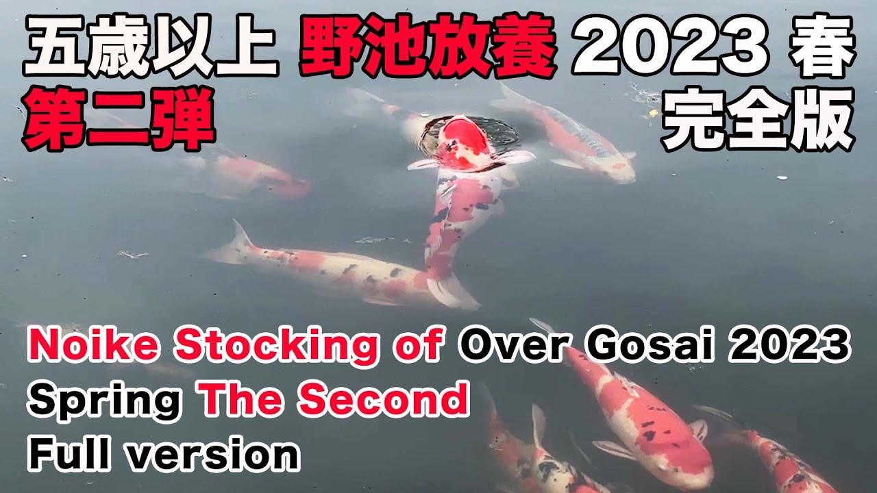 【錦鯉】五歳以上野池放養2023 春 第二弾 完全版　Noike Stocking of Over Gosai 2023 Spring The Second Full version【Koi】