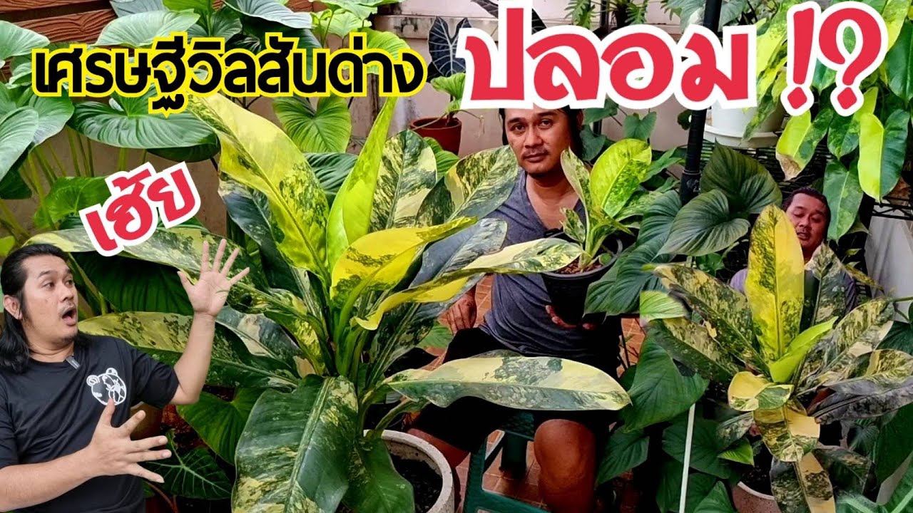 เศรษฐีวิลสันด่างปลอม มีจริงเหรอ : หลงไม้ใบ EP.275