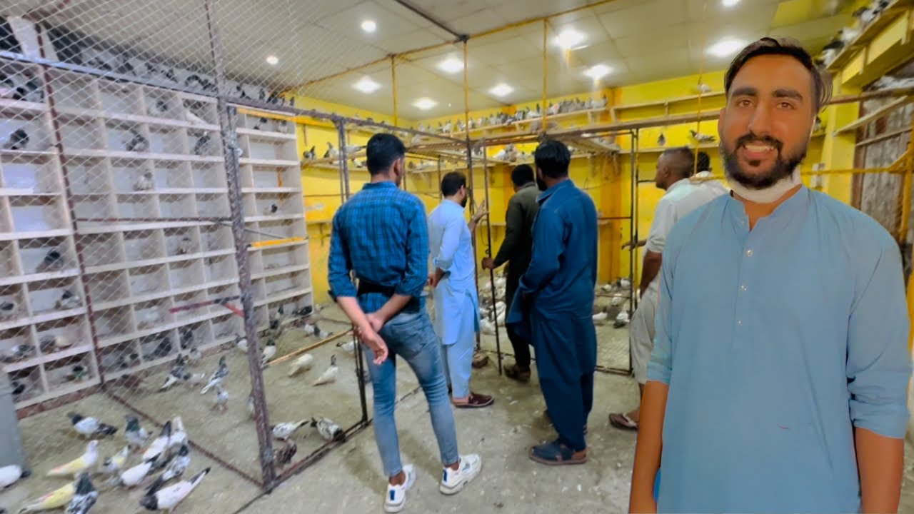Kabootar purchase krny gye jhelum sy 😜 | Dar pigeons club |