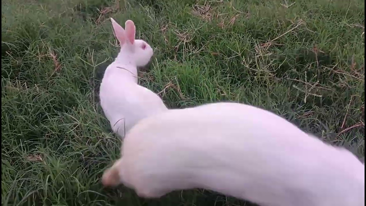 Aaj dono rabbit  khula ghum rahe hai 😲😲