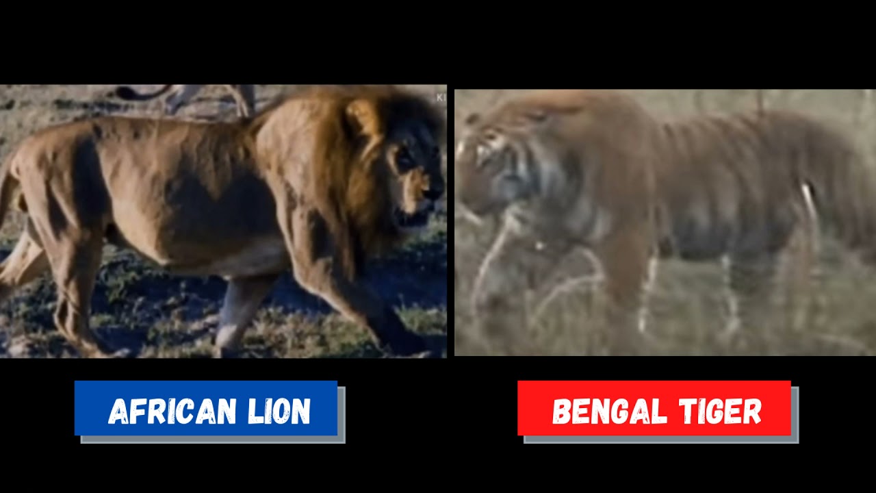Lion Vs Tiger - Size Comparison; Who is more ROBUST??