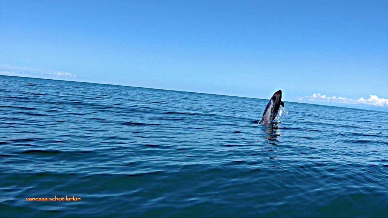 Pseudorca Hunting Rooster Fish False Killer Whales Costa Cetacea Media