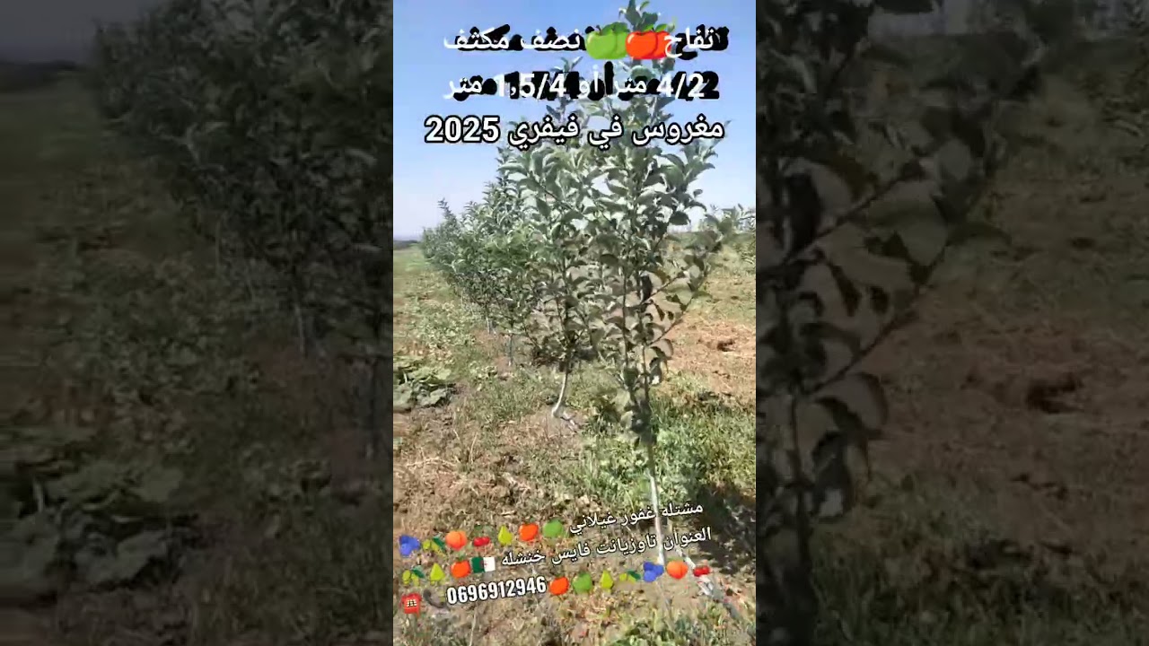 تفاح نصف مكثف