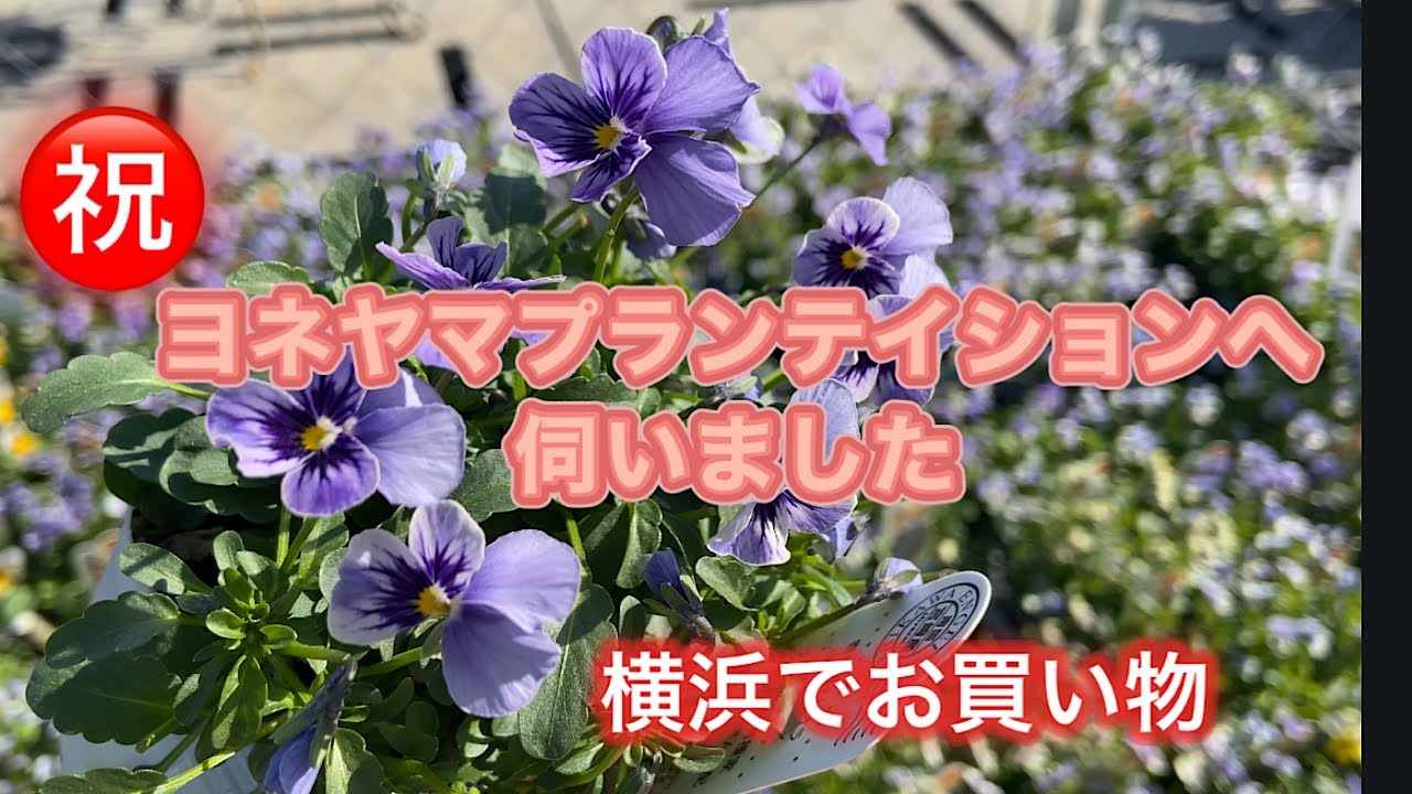 【ヨネヤマプランテイション】横浜でお買い物