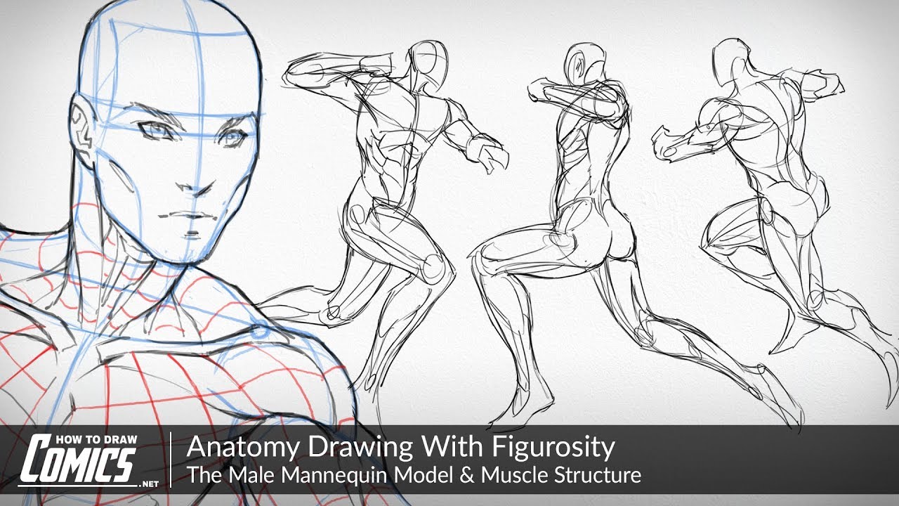Anatomy Drawing With Figurosity | The Male Mannequin Model & Muscle Structure