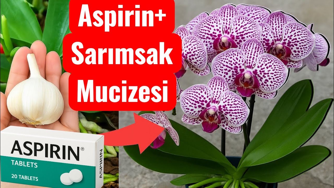 Чудо чеснока + аспирина💥Эта смесь сводит орхидеи с ума!