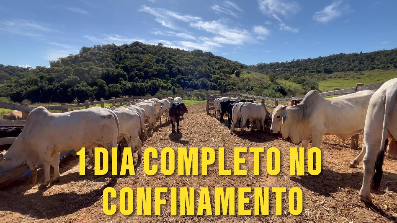 1 dia completo no confinamento